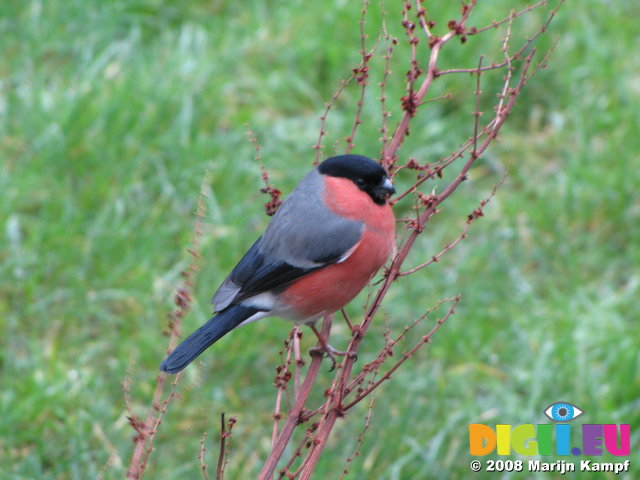 SX01424 Little Pink Bellied Birdie [Bullfinch - Pyrrhula Pyrrhula]